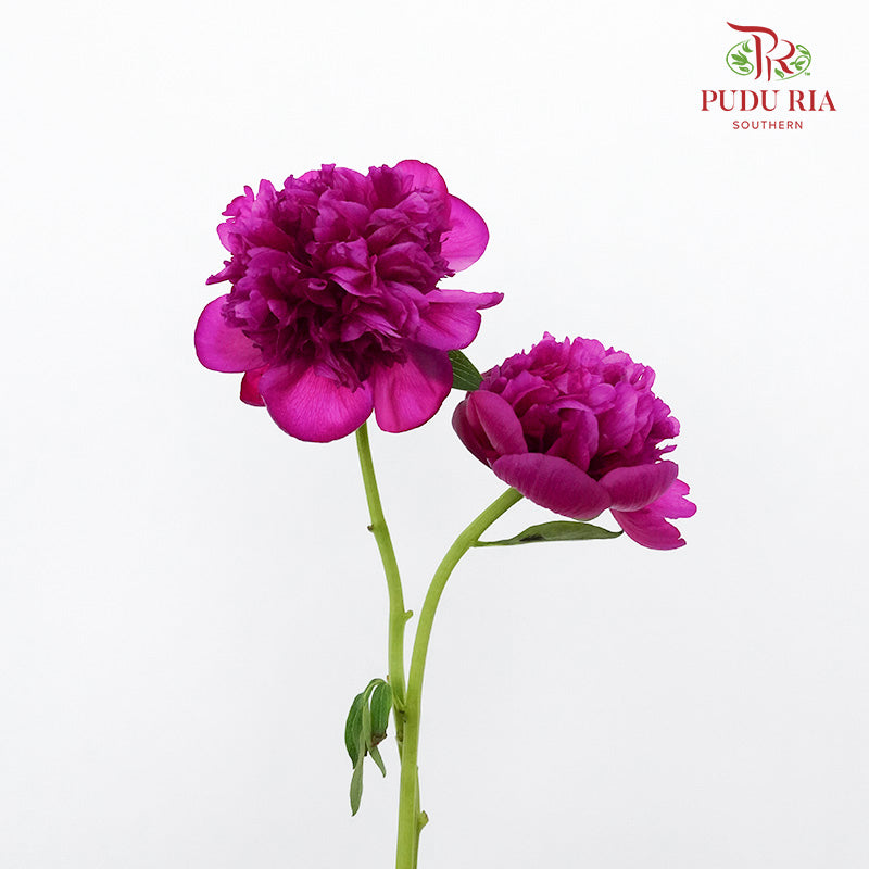 Peony Dark Purple (2 stems) - Pudu Ria Florist Southern