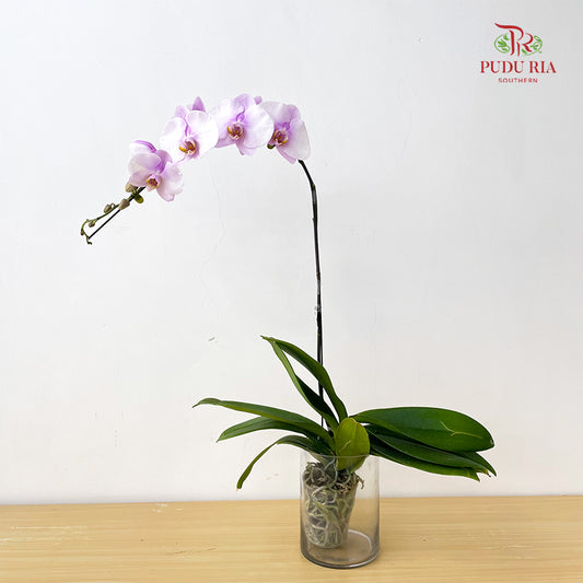 Phalaenopsis Orchid White Center Purple Big Single Stem