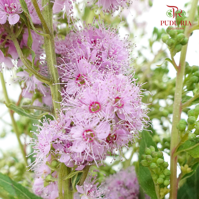 Sorbaria Sorbifolia Pink - Pudu Ria Florist Southern