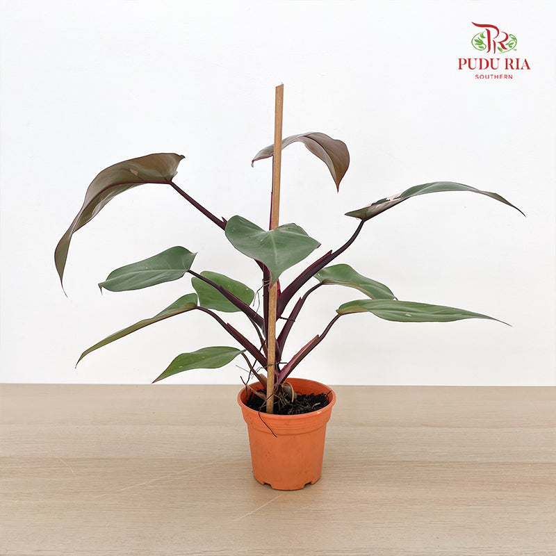 Philodendron Pink Princess P12CM