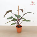 Philodendron Pink Princess P12CM