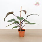 Philodendron Pink Princess P12CM