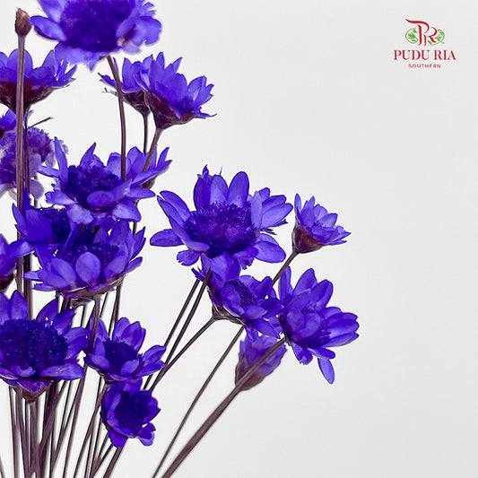Dry Little Star Flower - Purple