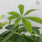 Pachira Single Stem