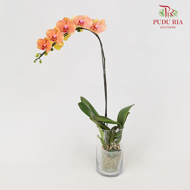 Phalaenopsis Orchid Orange Yellow Big Single Stem