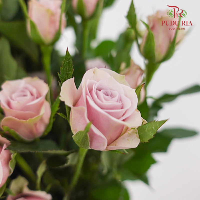 Rose Spray Lila - (8-10 Stems)