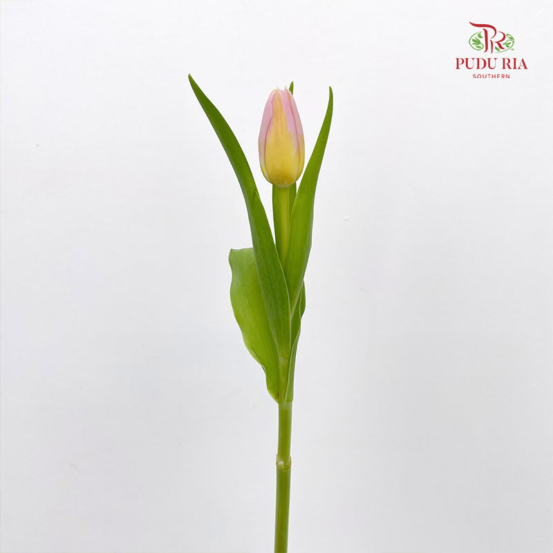 Tulip Yellow Tone Pink - (8-10 Stems)