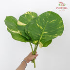 Money plant leave (M) - Pudu Ria Florist Southern