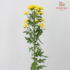 Chrysanthemum Calimero Pompom Yellow (10-12 Stems) - Pudu Ria Florist Southern