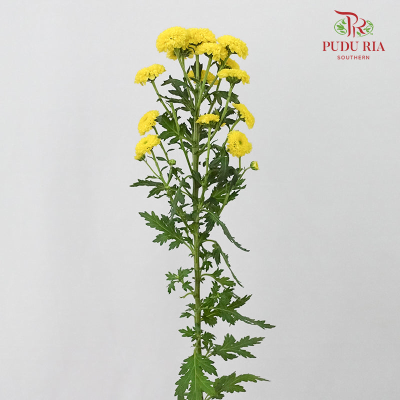 Chrysanthemum Calimero Pompom Yellow (10-12 Stems) - Pudu Ria Florist Southern