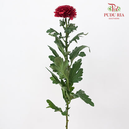 Chrysanthemum Ping Pong Red (10-12 Stems)