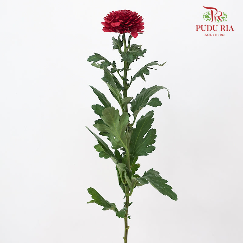 Chrysanthemum Ping Pong Red - (10-12 Stems)