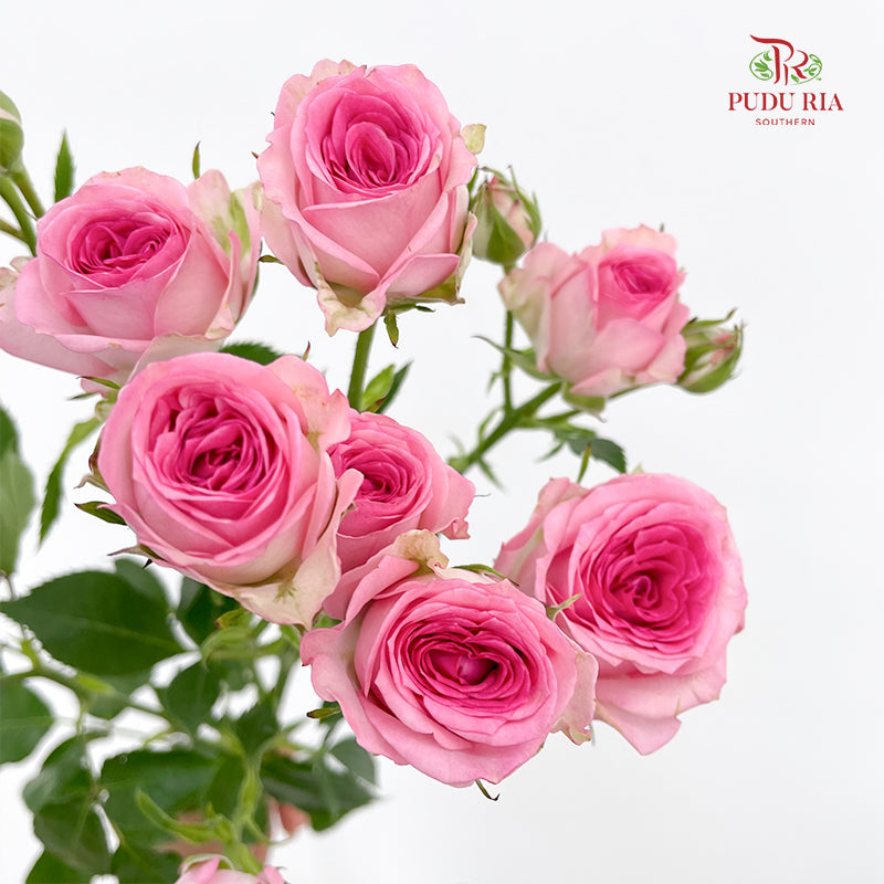 Rose Spray Tralala - (8-10 Stems)