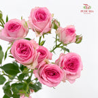 Rose Spray Tralala - (8-10 Stems)
