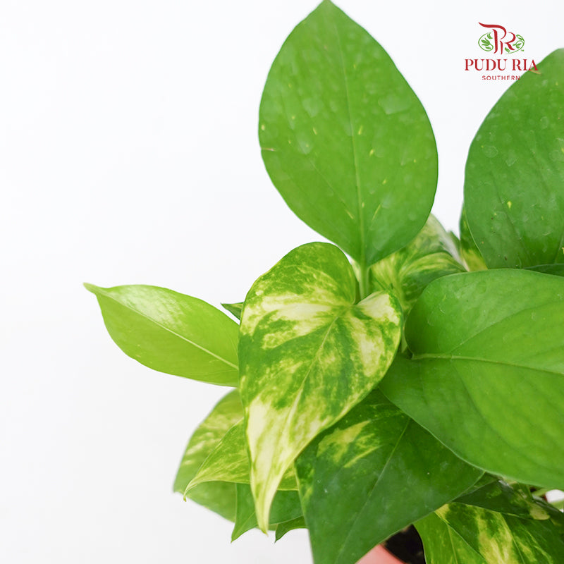 Money Plant Rar / Gold