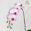 Phalaenopsis Orchid White/Light Purple Without Pot / Per Stem (L) - Pudu Ria Florist Southern