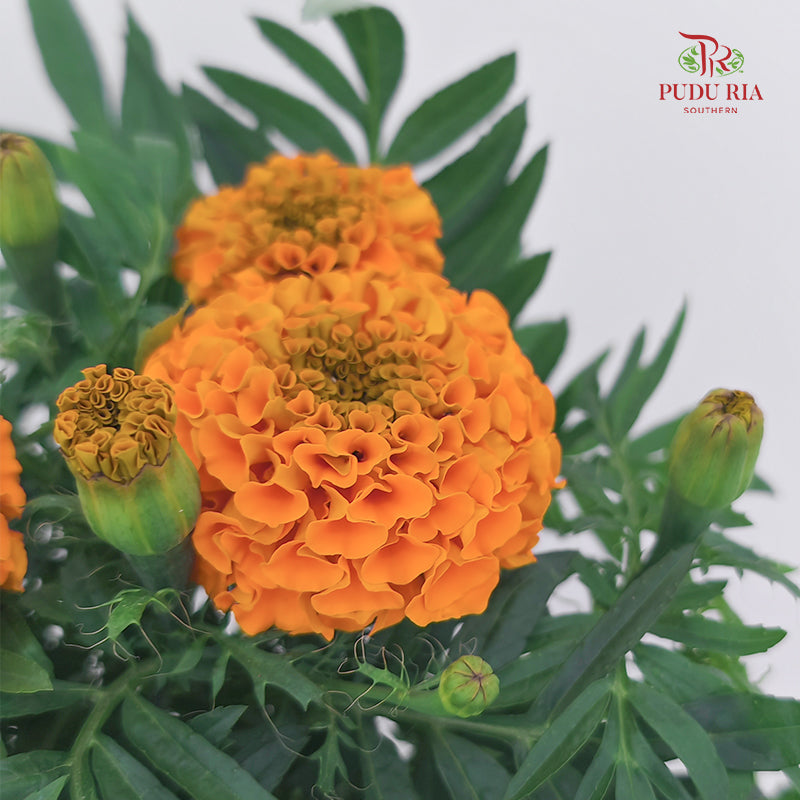 Marigold