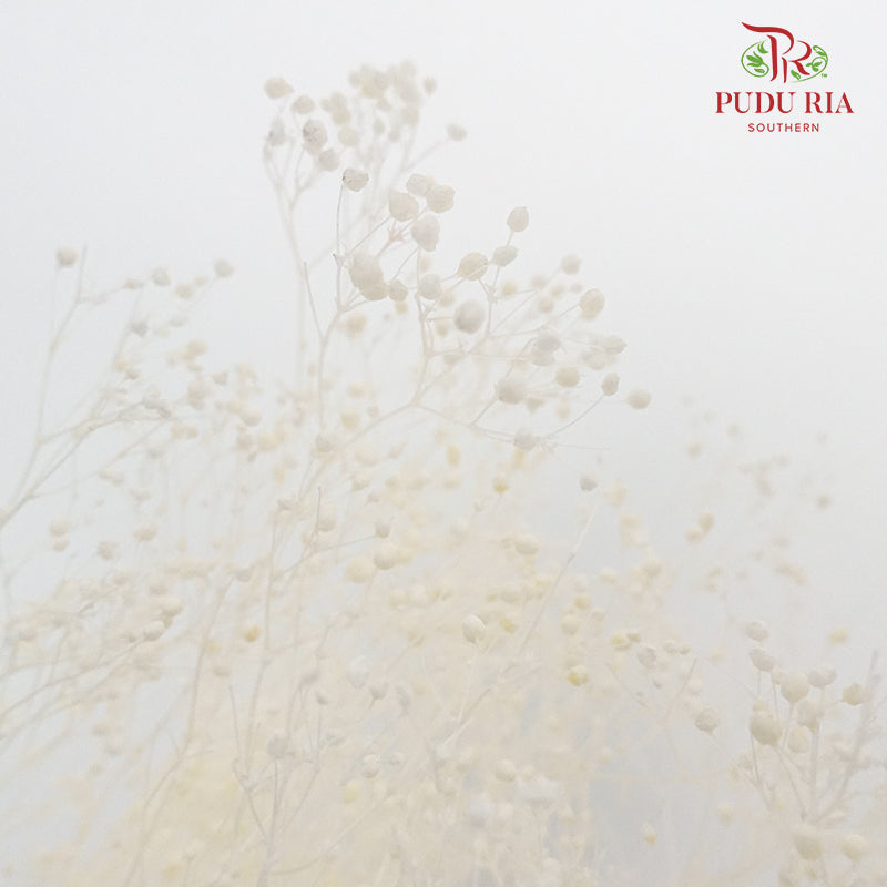 Preservative Baby Breath - White - Pudu Ria Florist Southern