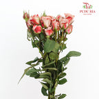 Rose Spray Cappuccino - (5 Stems)
