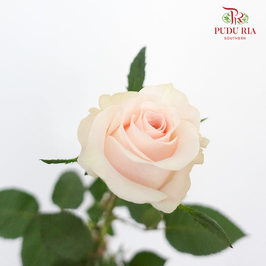 Rose Libra  (8-10 Stems) - Pudu Ria Florist Southern