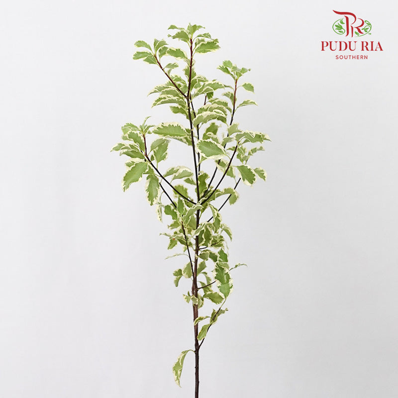 Pittosporum Small Leaf - Pudu Ria Florist Southern