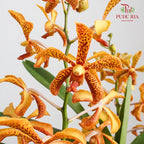 Mokara Orchid Pot - Orange With Spot