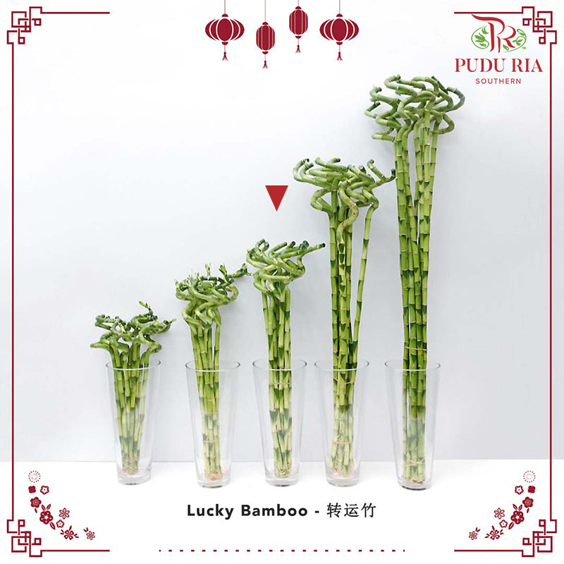 Lucky Bamboo 转运竹 - (Per Stem)