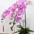 CNY Potted Plant Arrangement 2024#78