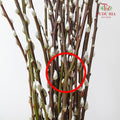 银柳分枝 Pussy Willow Spray White (5FT) - (12 Stems)