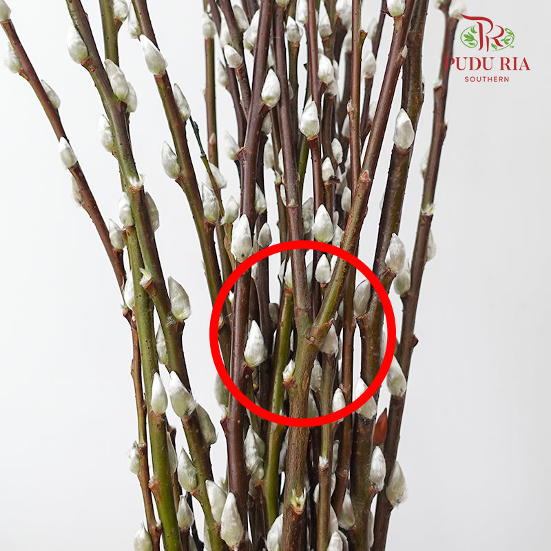 银柳分枝 Pussy Willow Spray White (5FT) - (12 Stems)
