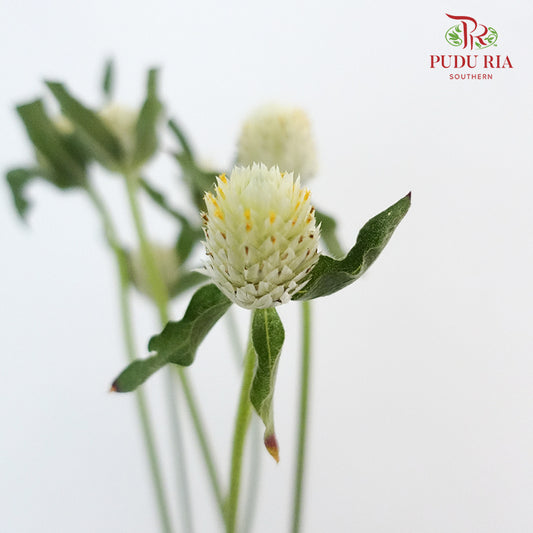 Gomphrena Strawberry Green - Pudu Ria Florist Southern