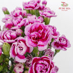 Carnation Spray Purple - (18-20 Stems)