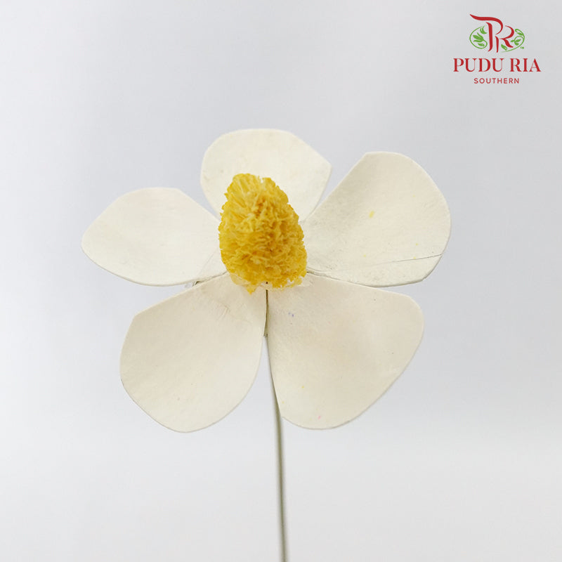 Dry Violet - White - Pudu Ria Florist Southern