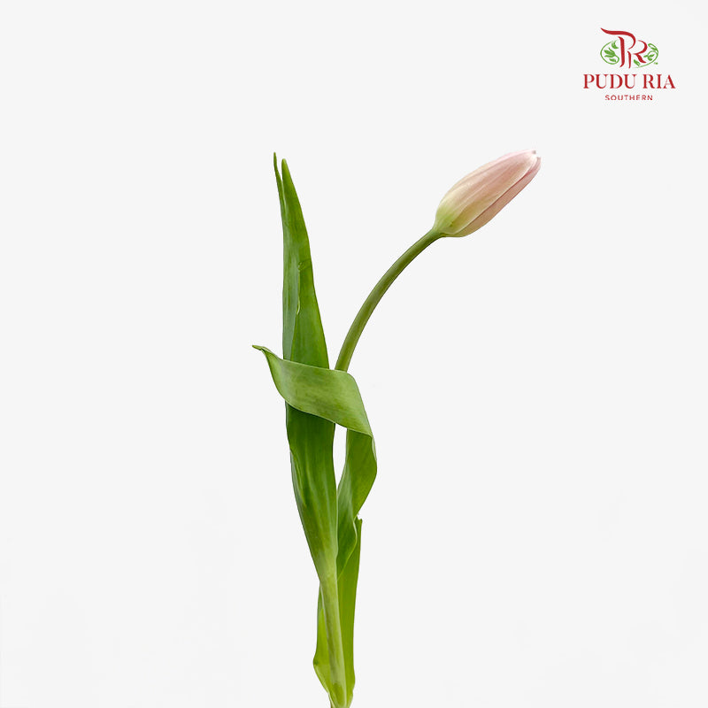 Tulip Pink 郁金香 - (8-10 Stems)