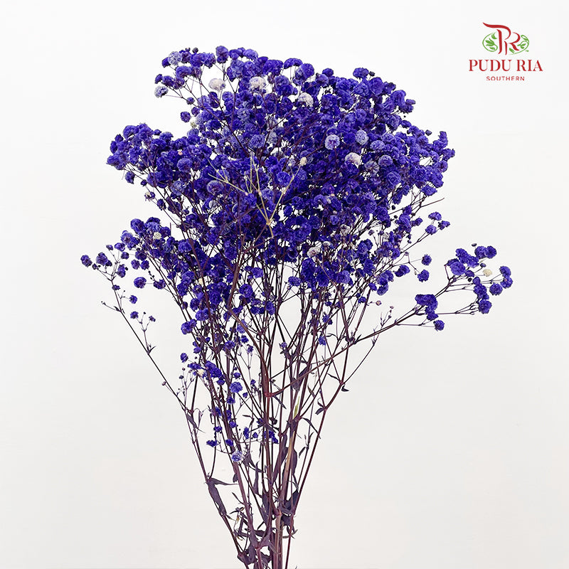 Preservative Baby Breath - Navy Blue