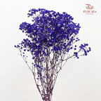 Preservative Baby Breath - Navy Blue