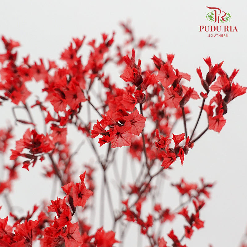 Dry Caspia - Red