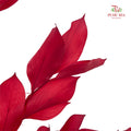 Dry Orange Leaf - Red