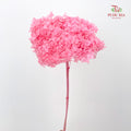 Preservative Hydrangea Small Petal -  Pink