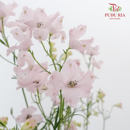 Delphinium Grandiflorum Light Pink - Pudu Ria Florist Southern