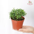 Murraya Dwarf