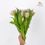 Tulip Double Petal Purple 重瓣郁金香- (8-10 Stems)