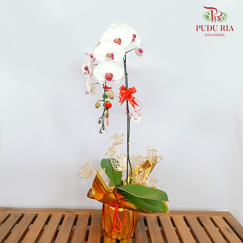 CNY Potted Plant Arrangement 2024#66