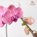 Phalaenopsis Orchid Dark Pink Without Pot / Per Stem (L) - Pudu Ria Florist Southern