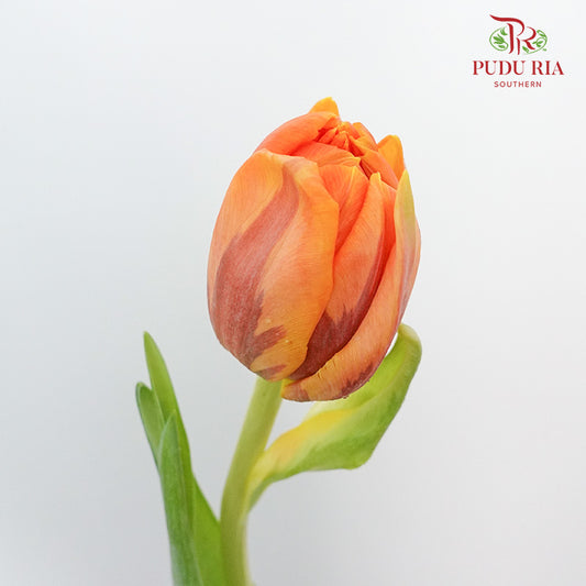 Tulip Golden Double petal (8-9 Stems) - Pudu Ria Florist Southern