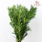 Carnation Leaf 康乃馨叶 (30CM)  - (Per Bundle)
