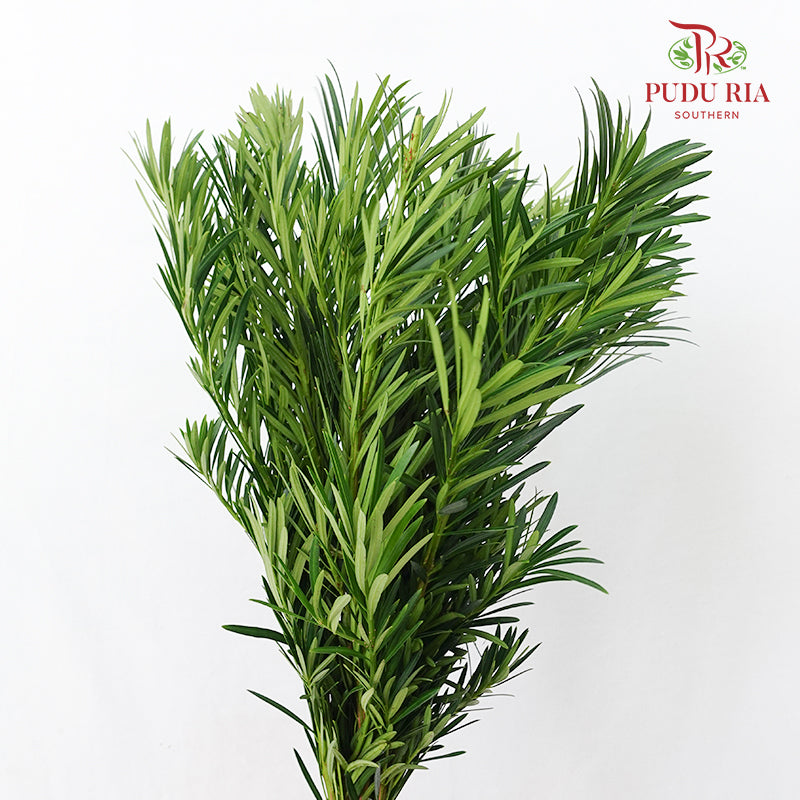 Carnation Leaf 康乃馨叶 (30CM)  - (Per Bundle)