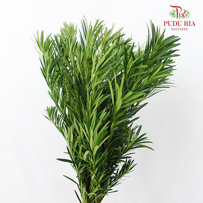 Carnation Leaf 康乃馨叶 (30CM)  - (Per Bundle)