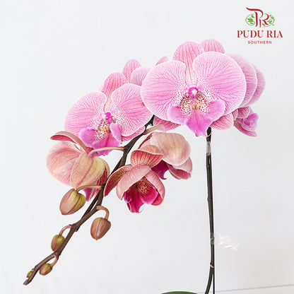 Phalaenopsis Orchid Pink Big Single Stem