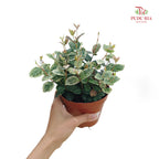 Trachelospermum Asiaticum Tricolor 花叶络石